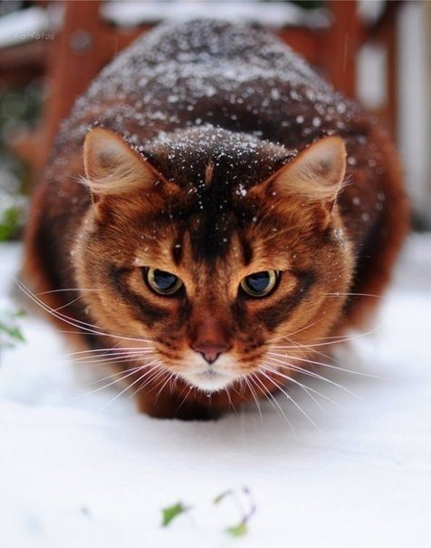 Коты и Кошки