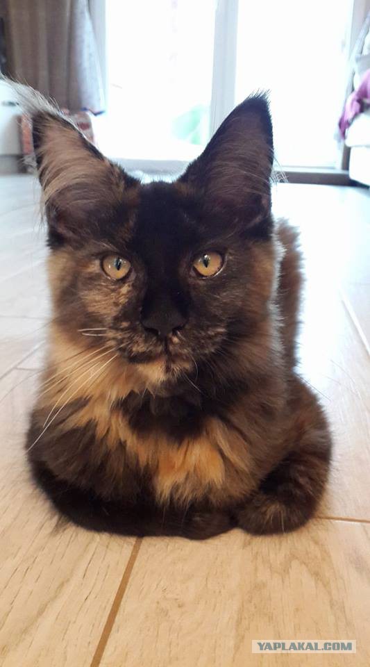 Котовторник 31.10.2017
