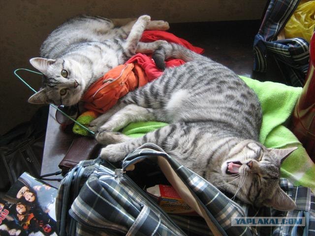 Котовторник  на  ЯПлакалъ