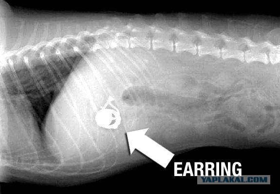 Рентген собак, проглотивших различные предметы