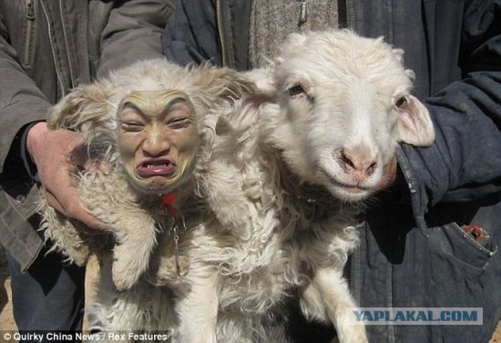 Китайская овца родила щенка
