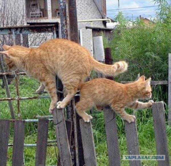 Десантный котовторник