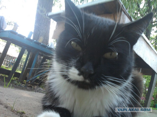 Котовторник 27.12.11