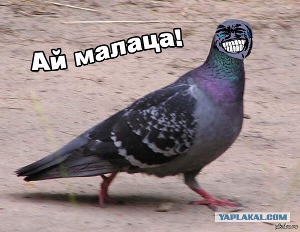 Владельцы собак. Я Вас ненавижу. Вы задолбали, вы тупые что ли?