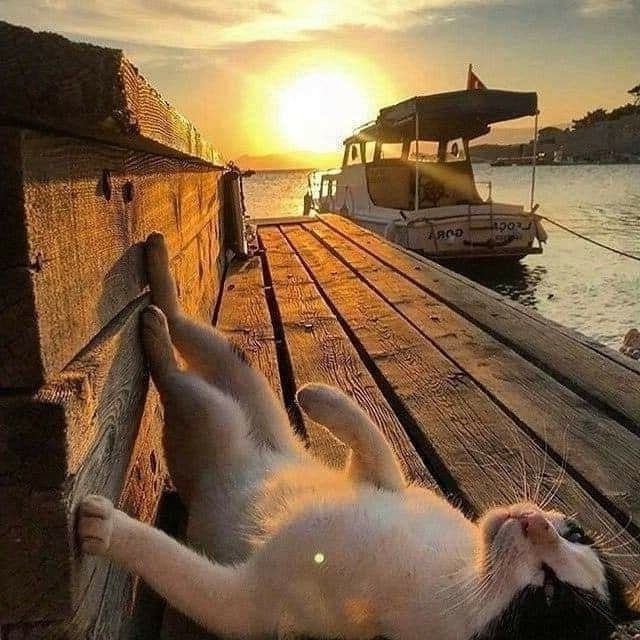 Забавные фото котеек