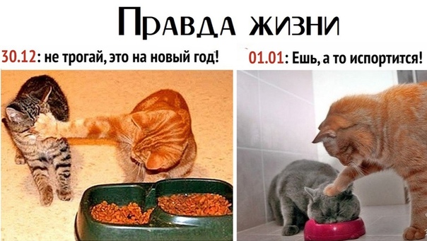 Забавные комментарии из социальных сетей 04.11.19