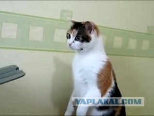 Я не сдамся!