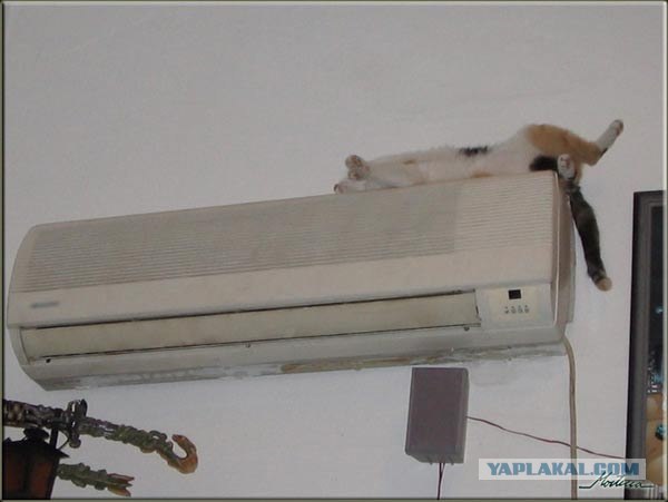 Devil Cat Is Watching You, Какие глазищи ^^