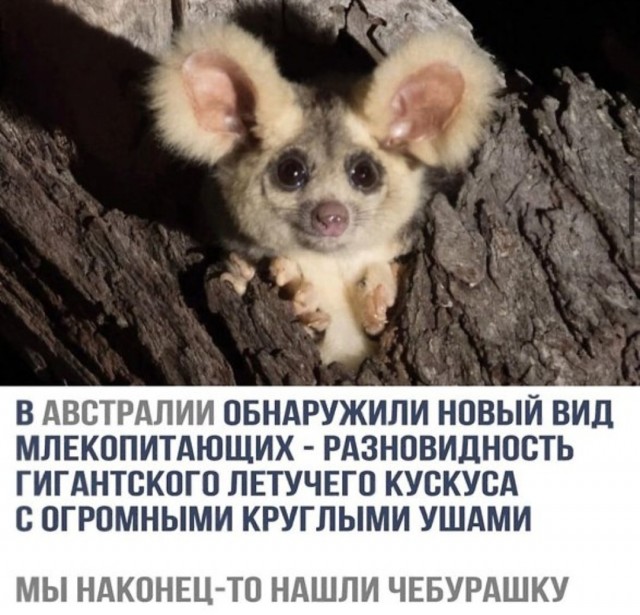 Насохранял