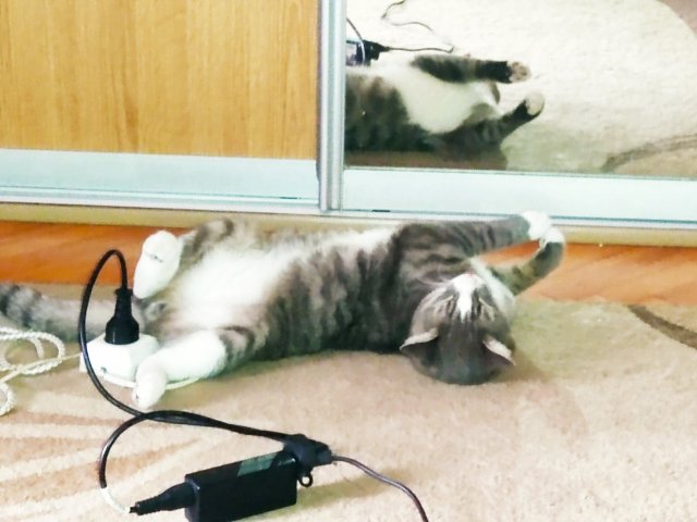 Хоба! Котовторник!