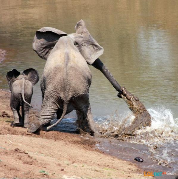 Животные добрые, они помогают друг другу