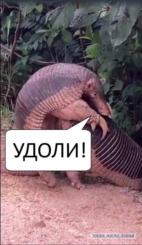 Хорошие новости из Бразилии
