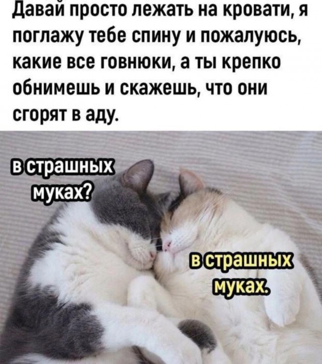 К котовторнику: подборка картинок-баянов с котиками и про котиков. Выпуск 10