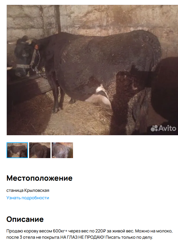 «171 рубль за корову»: жители трёх сёл Новосибирской области продолжают бунтовать против массового забоя скота