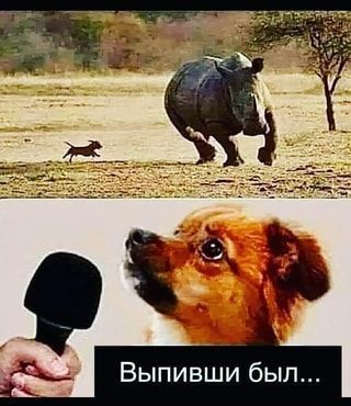 Картинки для деградации 247 (разной степени свежести)