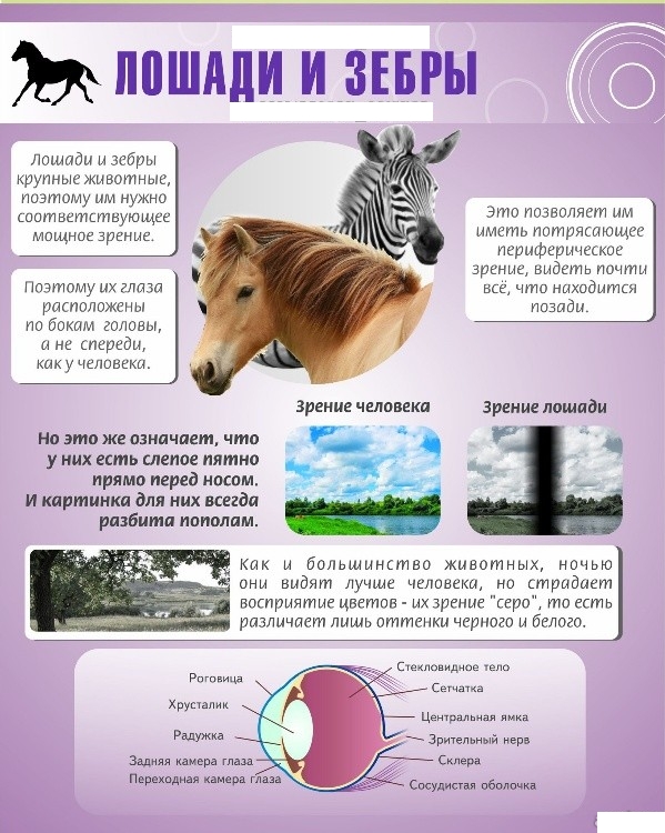 Удивительные факты о зрении у животных