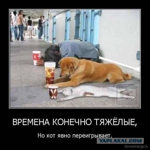 Котовторник 01.04.2014