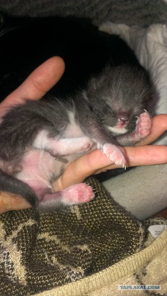 Новая жизнь