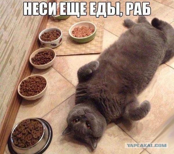 Веселые картинки