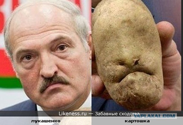 Россельхознадзор удивлен «урожайностью» белорусски