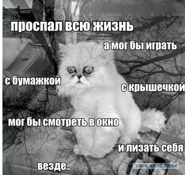 О важном. Проблемы котов