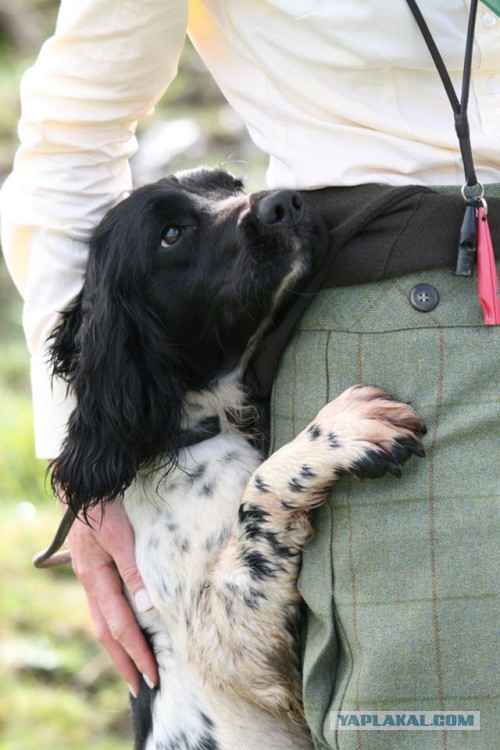 Собакочетверг