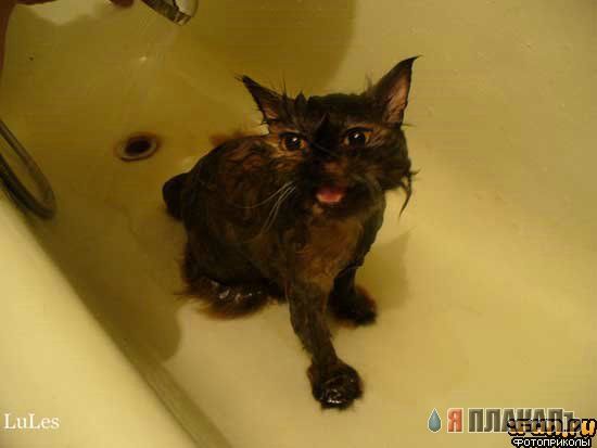 Коты, кошки, котята