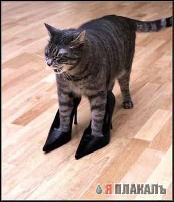 Коты, кошки, котята