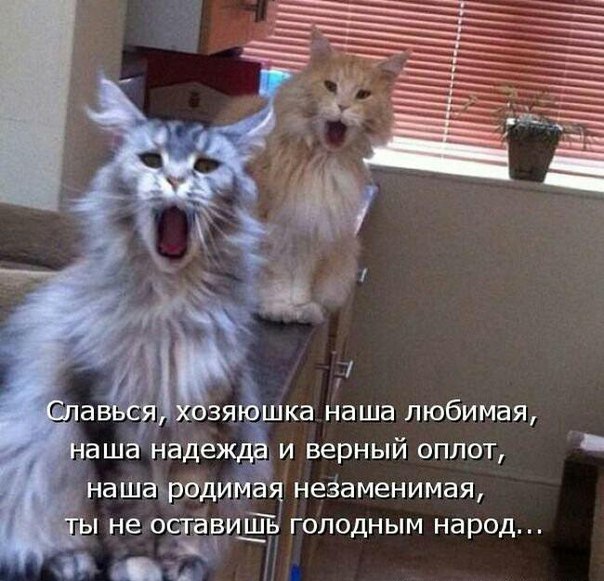 Прикольные животные