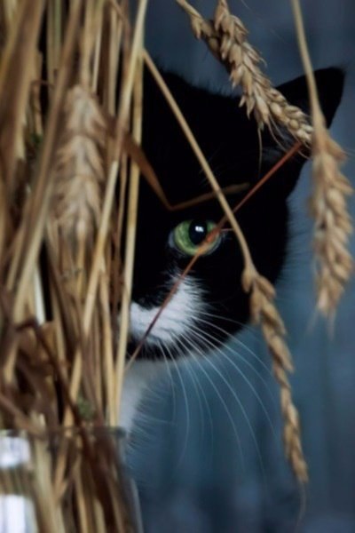 Коты из сети