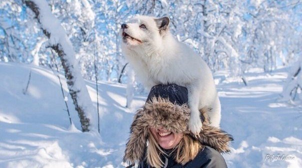 Самые смешные животные