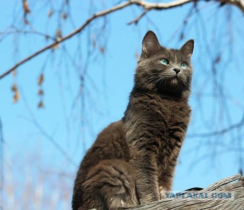 Котовторник 07.03.2017
