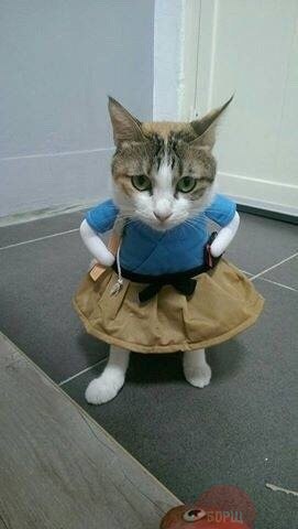 Коты и Кошки