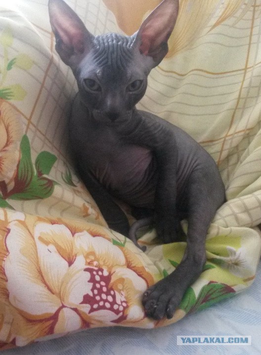 Котята моей кошки (коротенькое видео).