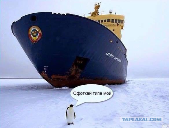 Жаренный пингвин в яйцах колибри.