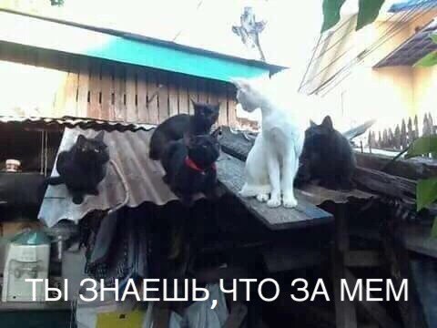 Весёлые картинки