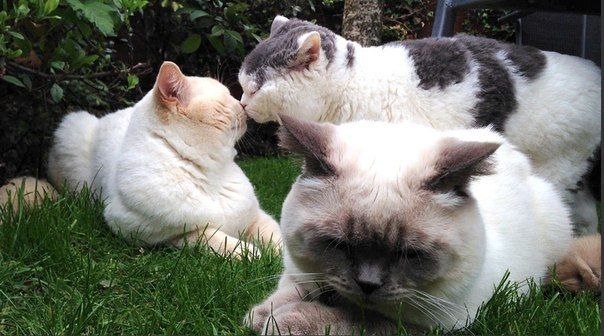 Прикольных котов пост