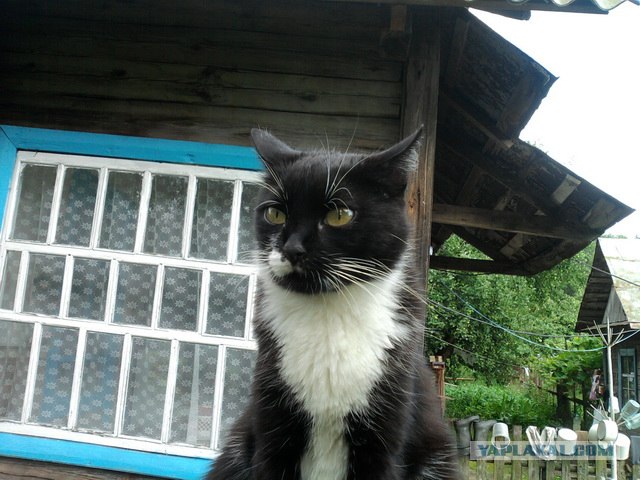 Состоятельный котовторник
