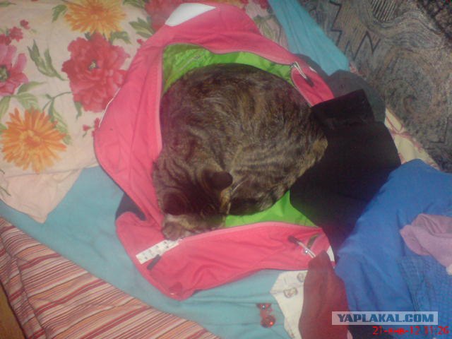 Котовторник (24. 01. 2012 )