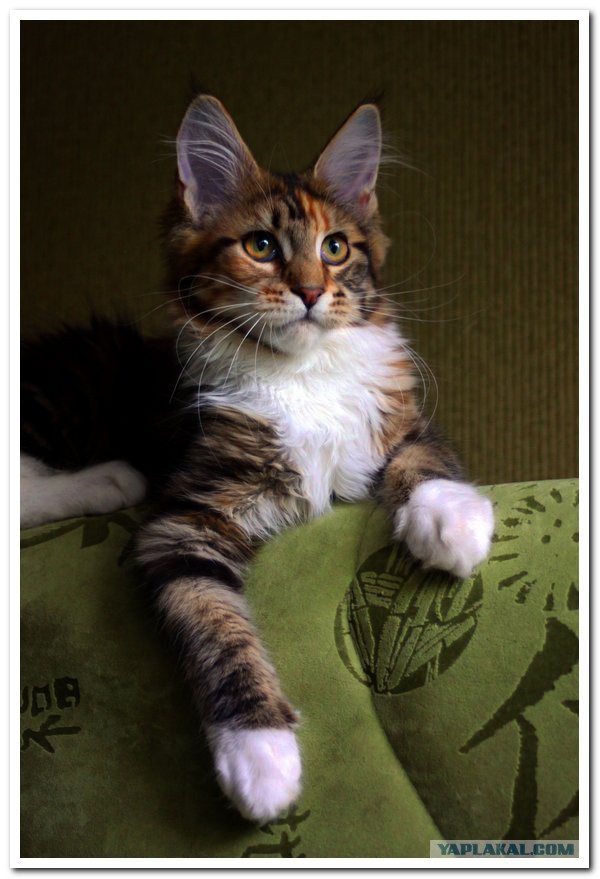 20 снимков с кисточками, доказывающих, что прекраснее мейн-кунов могут быть лишь котята мейн-кунов