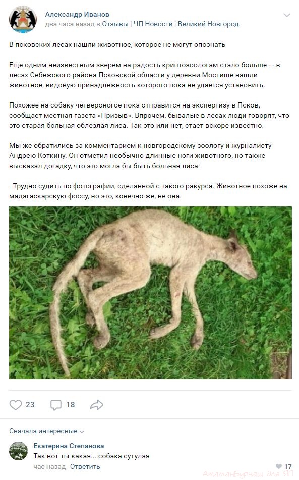 Комментарии к постам в разных группах, которые вызвали улыбку