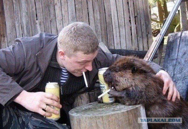 Лютая дичь (баяны)
