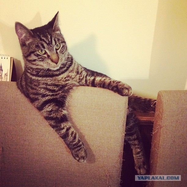 Немного о  Мейн Куне.