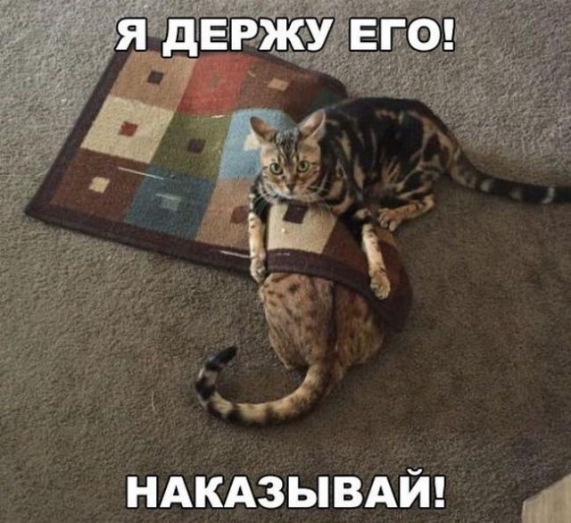 Веселые картинки в маленькую пятницу (13.08)