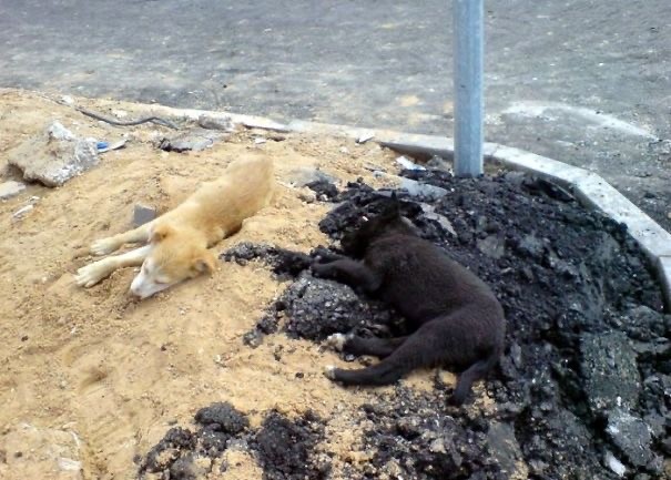 Случайный камуфляж животных