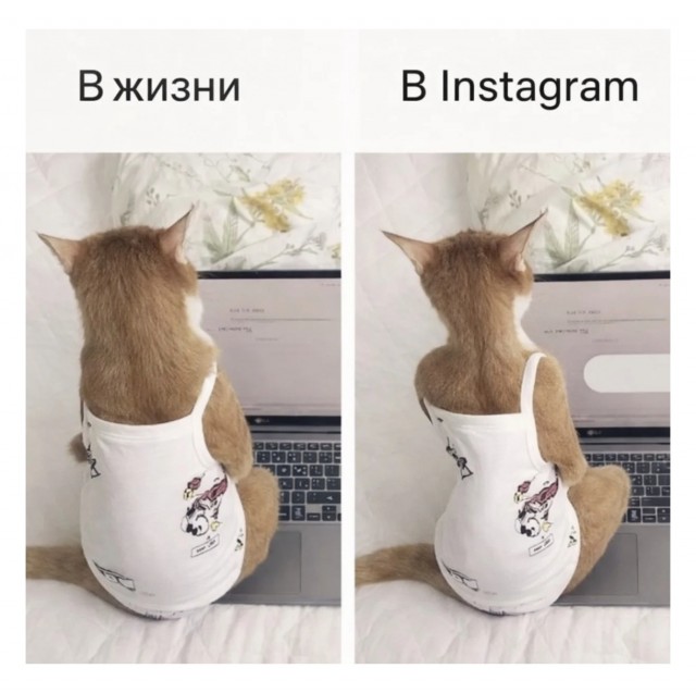 К котовторнику: подборка картинок-баянов с котиками и про котиков. Выпуск 32.