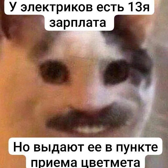 К котовторнику: подборка картинок-баянов с котиками и про котиков. Выпуск 37.