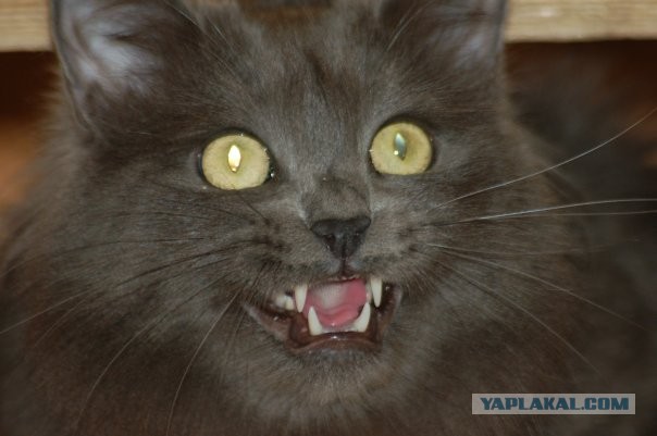 Коты и время