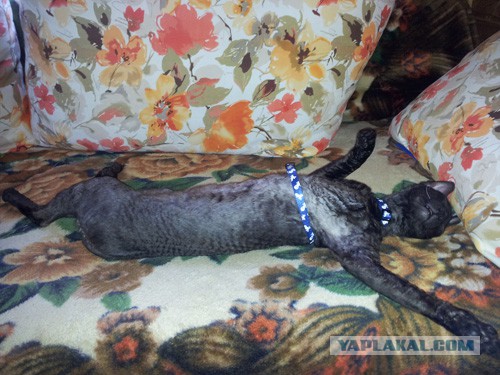 Котовторник 05.08.2014