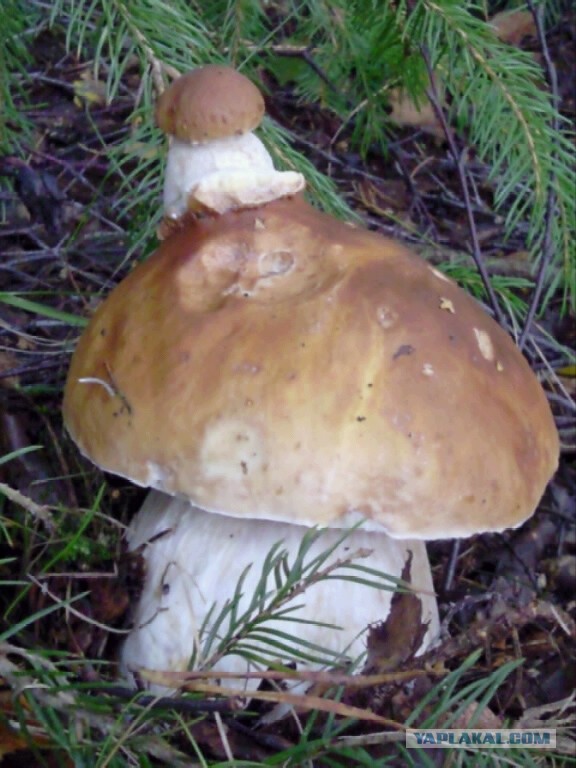 Плюсомет со шпалометом